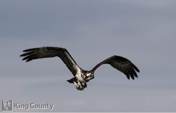 Photo of Pandion haliaetus